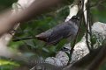 Gray Catbird 2012-05-05